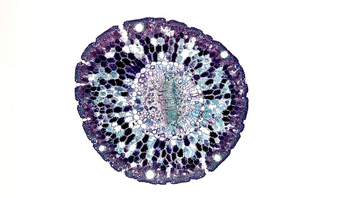 Investment Opportunities in the Stem-Cell Sector